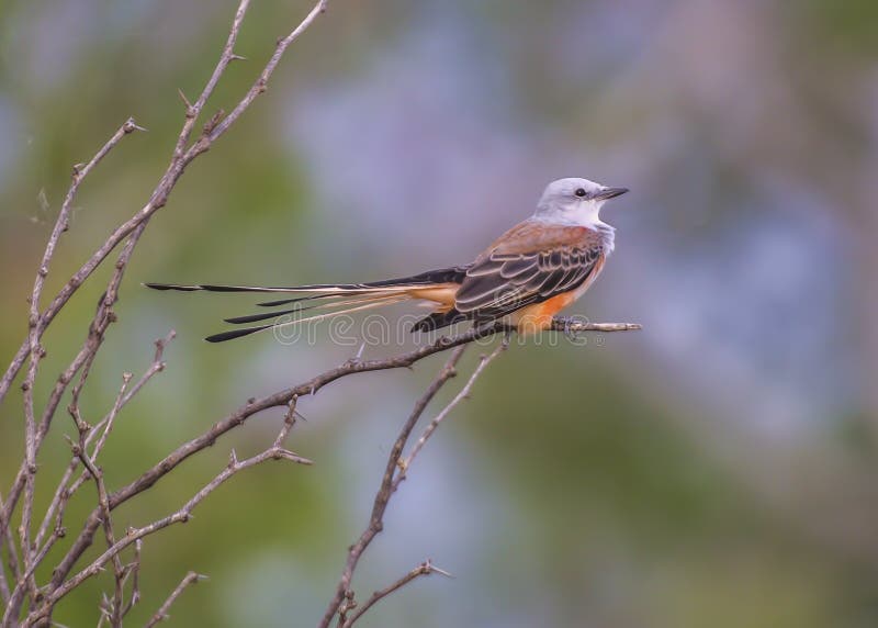 Scissor tailed flycatcher perched on bush with orange and black feathers. Scissor tailed flycatcher perched on bush with orange and black feathers