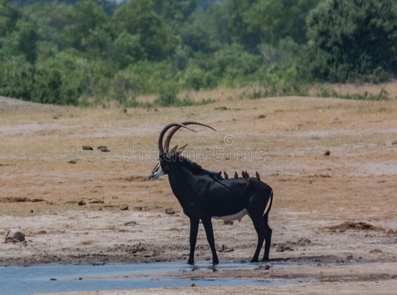 Sabelmarterantilope in de savanne van in Zimbabwe, Zuid-Afrika stock foto Sabelmarterantilope in de savanne van in Zimbabwe, Zuid-Afrika stock foto