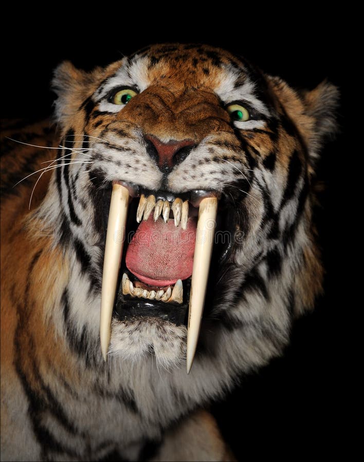 Bengal tiger teeth HD phone wallpaper wallpapers.media