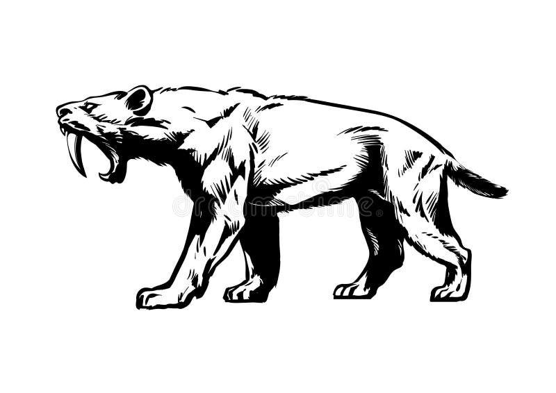 Saber toothed tiger. Smilodon. Saber-toothed cat. Hand drawn sketch style vector illustration isolated on white