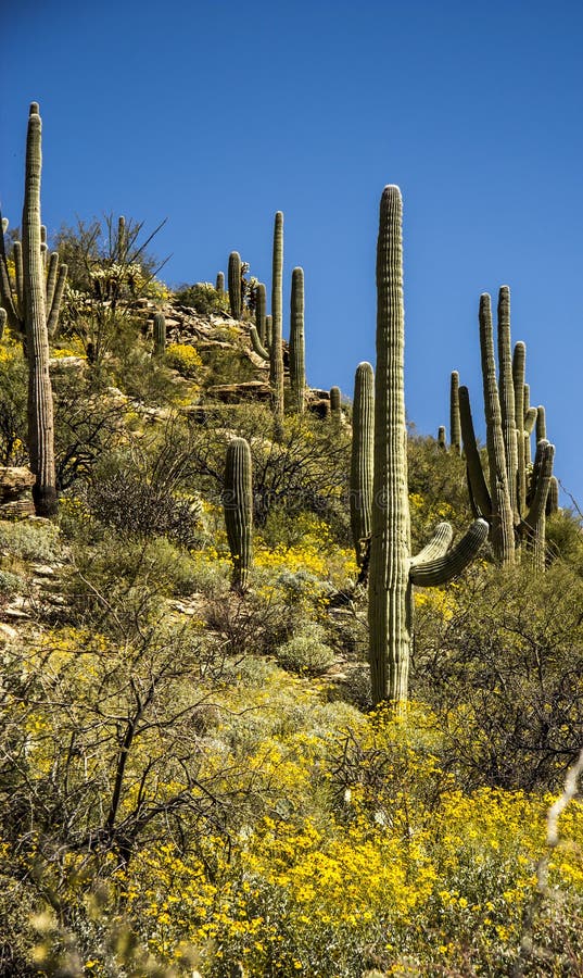 Sabino Canyon Tucson Arizona Stock Photo - Image of southwest, desert ...