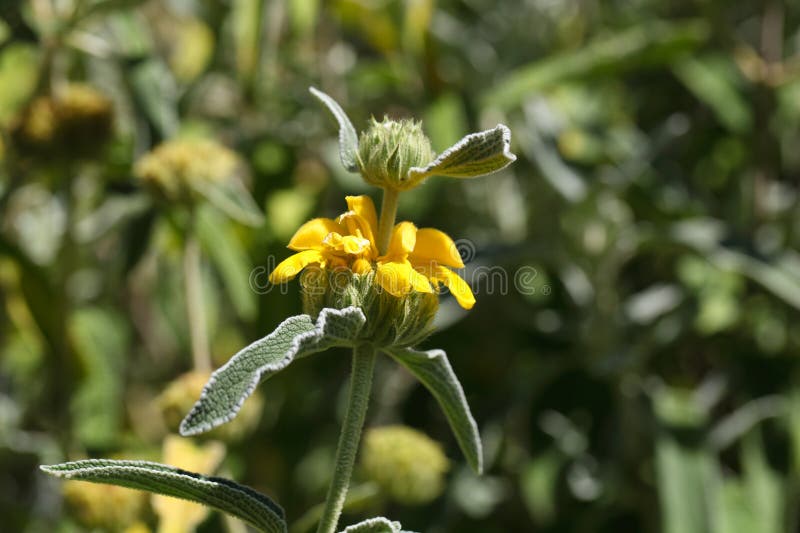 Sabio de Jerusalén (fructinosa de Phlomis) fotos de archivo Sabio de Jerusalén (fructinosa de Phlomis) fotos de archivo