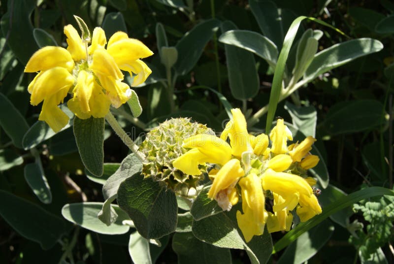 Sabio hierba Phlomis Sabio de Jerusalén Planta de Lampwick imágenes de archivo libres de regalías Sabio hierba Phlomis Sabio de Jerusalén Planta de Lampwick imágenes de archivo libres de regalías
