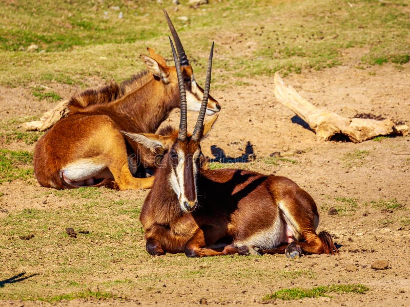 Sable Antelope Group stock image. Image of african, park - 65352933