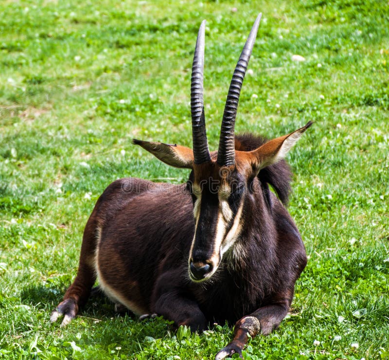 Sable Antelope In The Prague Zoo. Stock Photo - Image of republic