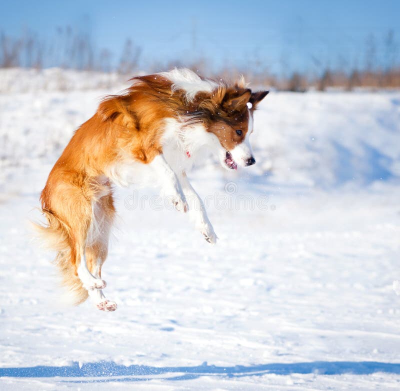 Sable border collie jump stock images