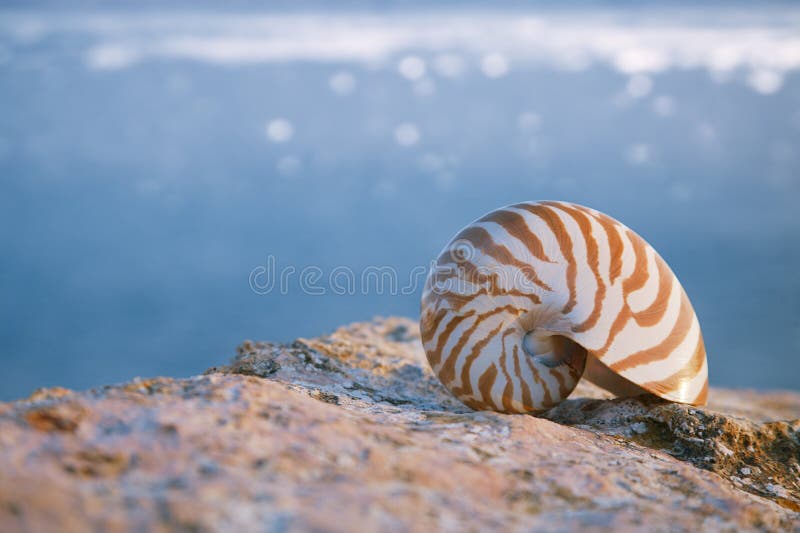 Nautilus seashell sand on sunrise and glittering ocean. Nautilus seashell sand on sunrise and glittering ocean