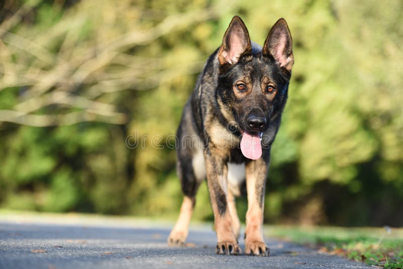 Sable German Shepherd Wallpaper Hd