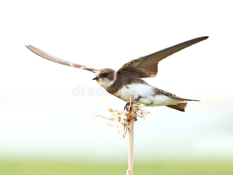 Sable Martin (riparia de riparia) image stock Sable Martin (riparia de riparia) image stock