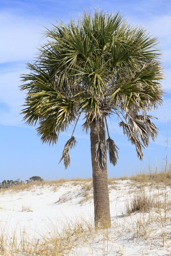 Sable Palm Tree on the White Sand Beach of Florida