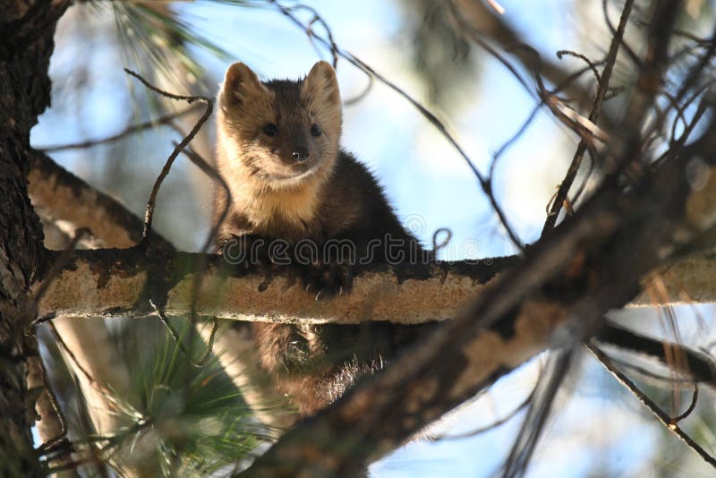 173 Russian Sable Stock Photos - Free & Royalty-Free Stock Photos from Dreamstime 173 Russian Sable Stock Photos - Free & Royalty-Free Stock Photos from Dreamstime