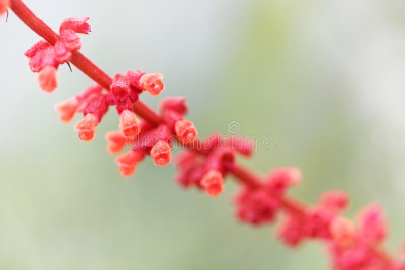 Sabra spike sage, Salvia confertiflora