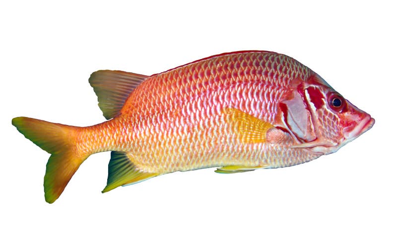 Sabre squirrelfish