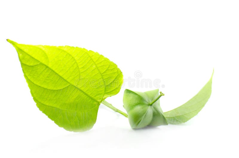 https://thumbs.dreamstime.com/b/sacha-inchi-leaf-isolate-white-background-153989514.jpg