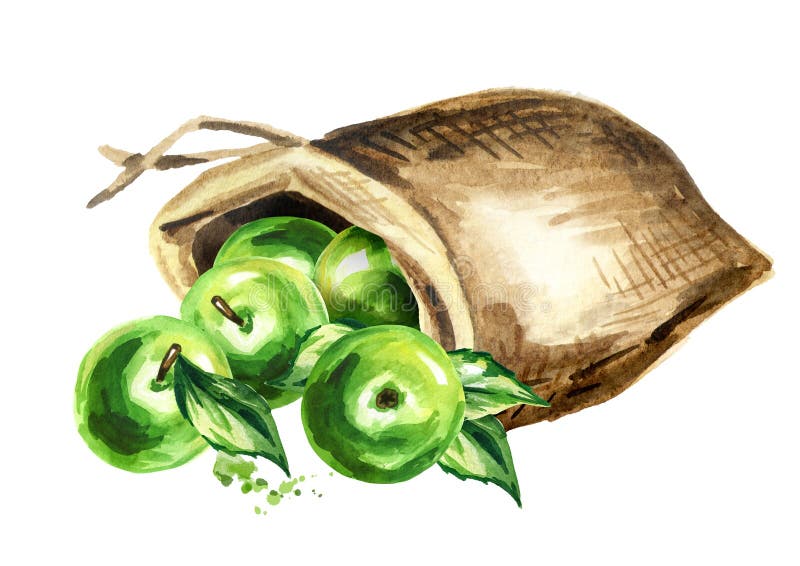 Sack of green apples. Watercolor hand drawn illustration, isolated on white background stock illustration Sack of green apples. Watercolor hand drawn illustration, isolated on white background stock illustration