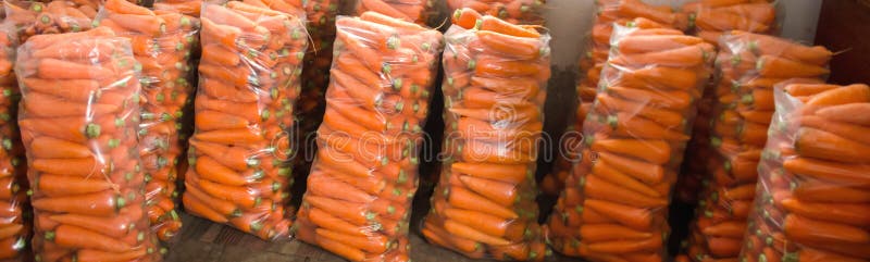 Sacos com a cenoura fresca nova preparada para a venda Colhido recentemente Vegetais org?nicos crescentes Agricultura e cultivo U fotos de stock Sacos com a cenoura fresca nova preparada para a venda Colhido recentemente Vegetais org?nicos crescentes Agricultura e cultivo U fotos de stock