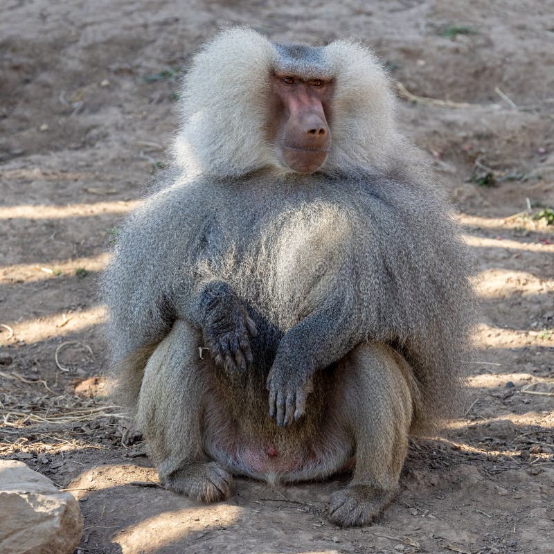 [Image: sacred-baboon-sydney-zoo-sacred-baboon-217333901.jpg]