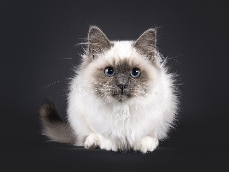 Sacred Birman on Black Background Stock Photo - Image of background ...