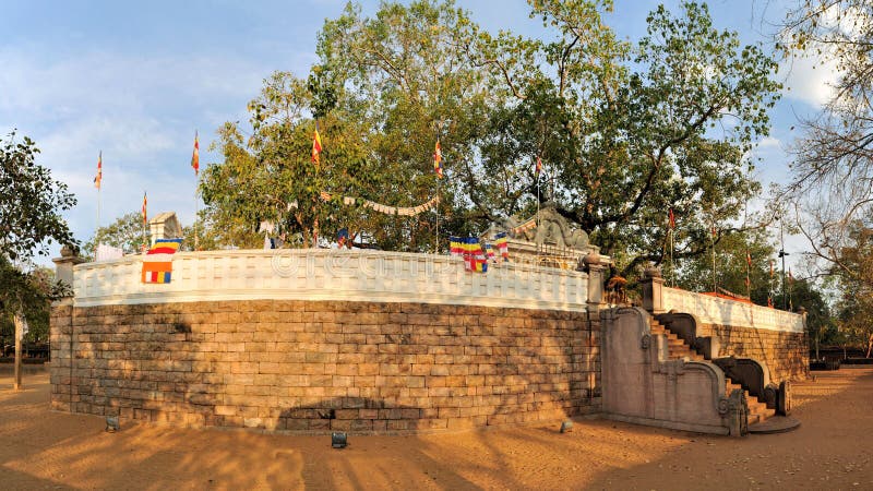 Sacred Buddhist Maha Bodhi tree, Sri Lanka