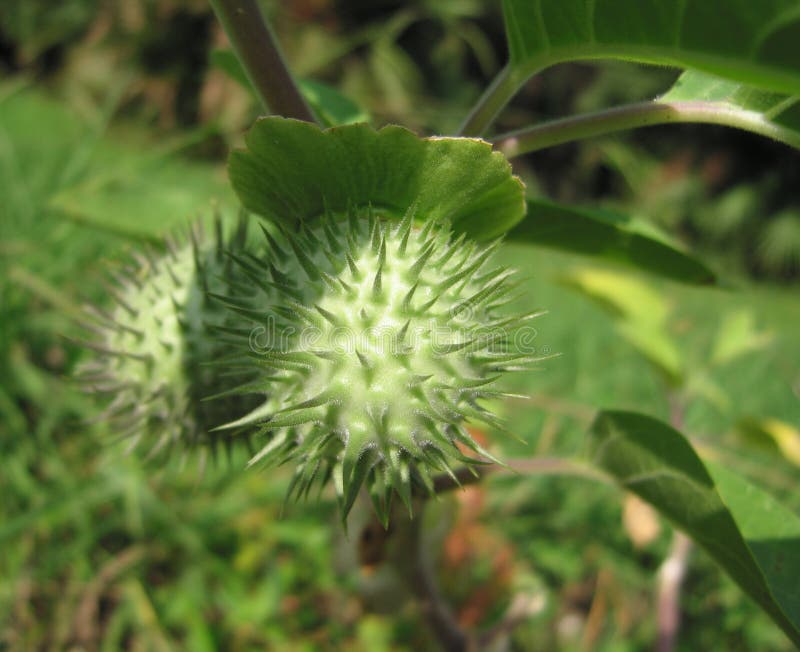 Sacred datura stock photo. Image of bloom, summer, flower 371314