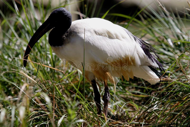 Sacred Ibis (Threskiornis aethiopicus)