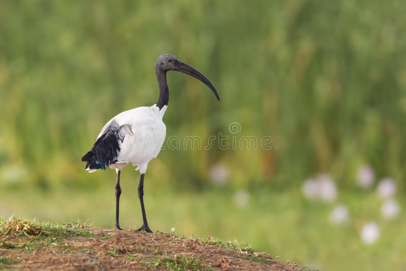 Sacred Ibis - Threskiornis aethiopicus