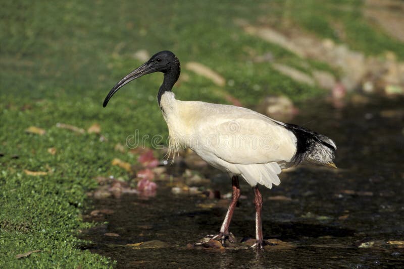 Sacred ibis, Threskiornis aethiopicus