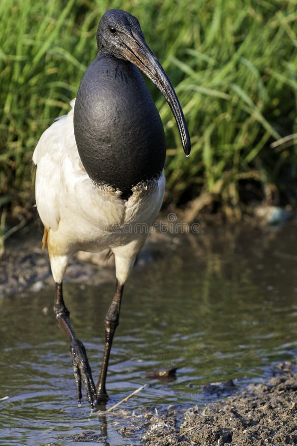 A Sacred Ibis wading in water in a pond or water or lake or stream in South Africa