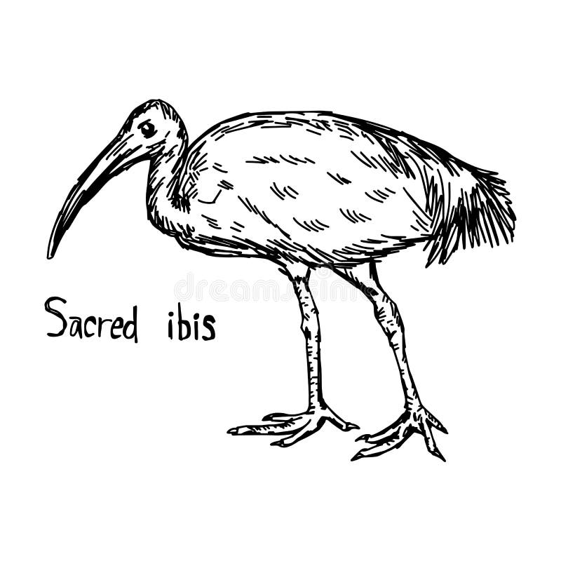 ibis paint sketch ibis paint sketch