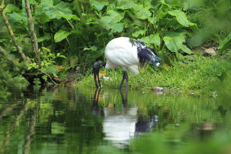 Sacred ibis