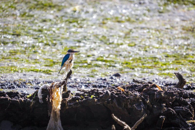Sacred Kingfisher (Todiramphus sanctus) stock photography Sacred Kingfisher (Todiramphus sanctus) stock photography