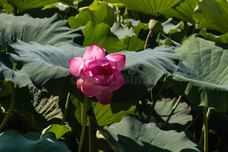 Sacred lotus flower head royalty free stock photo Sacred lotus flower head royalty free stock photo