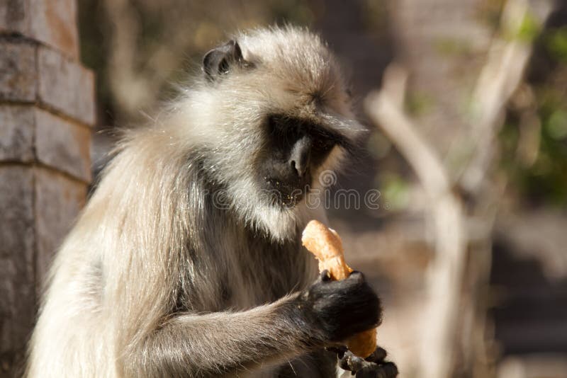 From the life of Langur monkeys (Black-shanked douc (Semnopithecus hypoleucos)). Thieves. Stolen bread. Semnopithecus hypoleucos stock images, royalty-free photos and pictures