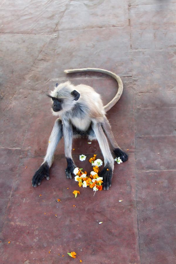 From the life of Langur monkeys Black-shanked douc Semnopithecus hypoleucos. Thieves. The stolen wreath is inedible. Semnopithecus hypoleucos stock images, royalty-free photos and pictures