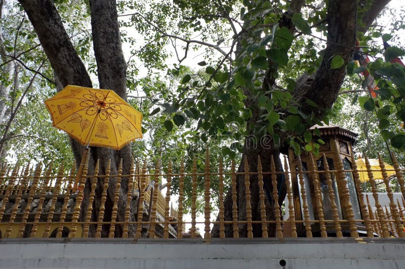 Sacred tree Jaya Sri Maha Bodhi, with yellow umbrellas nearby, behind a golden fence, in the ancient city of Anuradhapura.