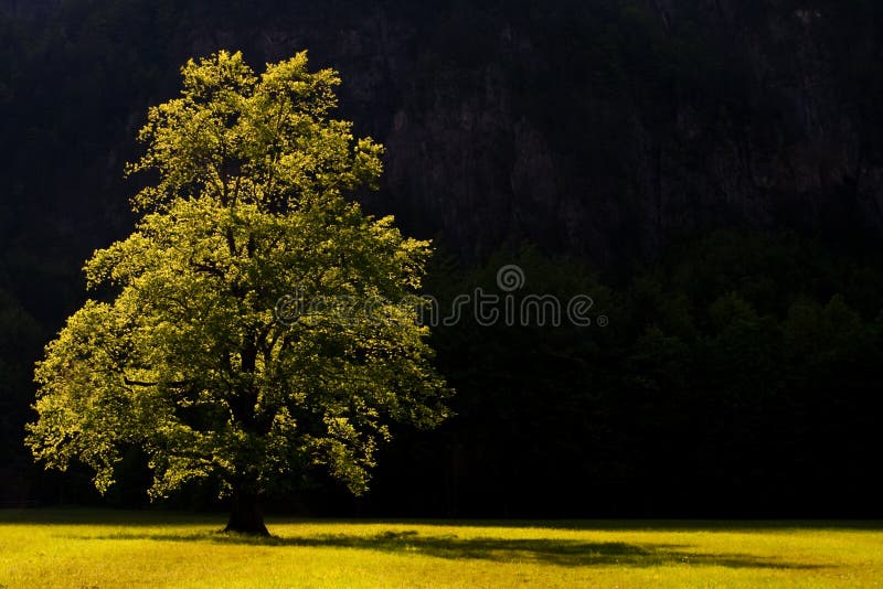 Strom svítit pozdní odpolední slunce světlo v údolí rinka logarska dolina slovinsko.