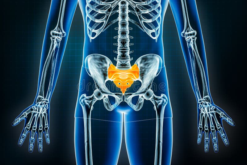 118 Pelvic Girdle Stock Photos, High-Res Pictures, and Images - Getty Images