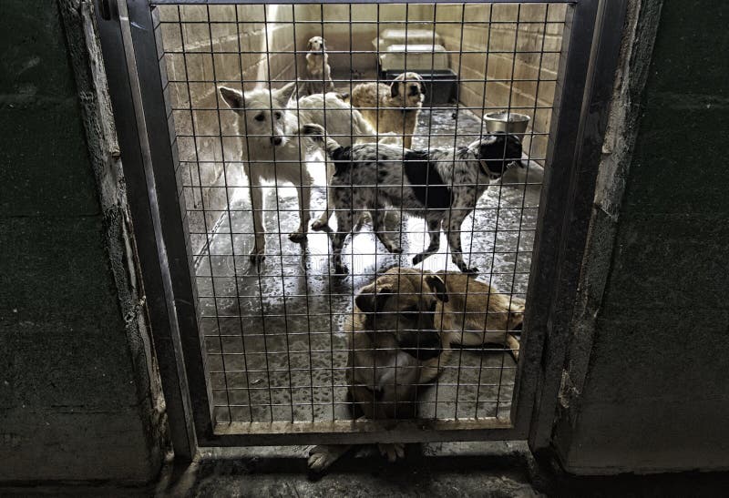 Sad abandoned dogs stock image. Image of kennel, help - 93614333