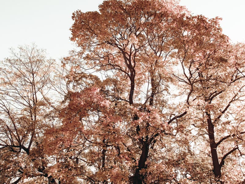Sad autumn tree stock image. Image of happy, bright, tree ...