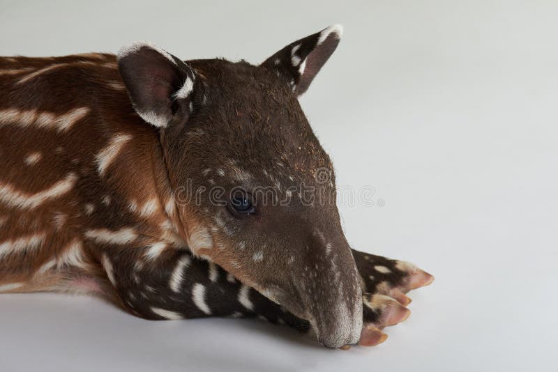 Sad baby tapir animal stock image. Image of mammal, waiting - 137164663 Sad baby tapir animal stock image. Image of mammal, waiting - 137164663