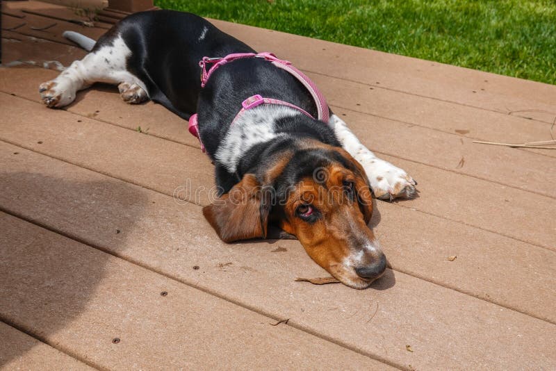 A Sad Basset Hound with a Pink Harness Resting on a Brown Wooden Deck
