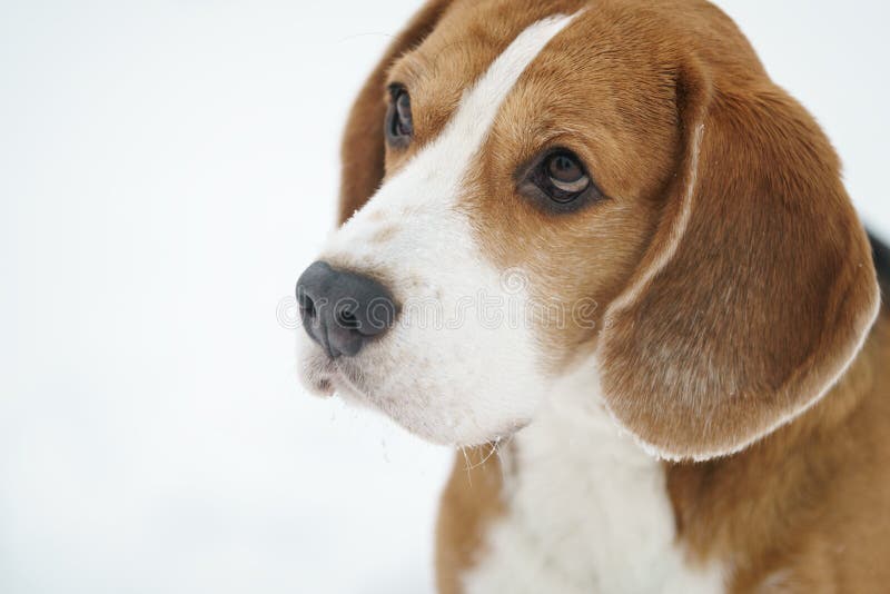 Sad beagle dog outdoor portrait walking in snow royalty free stock photography Sad beagle dog outdoor portrait walking in snow royalty free stock photography