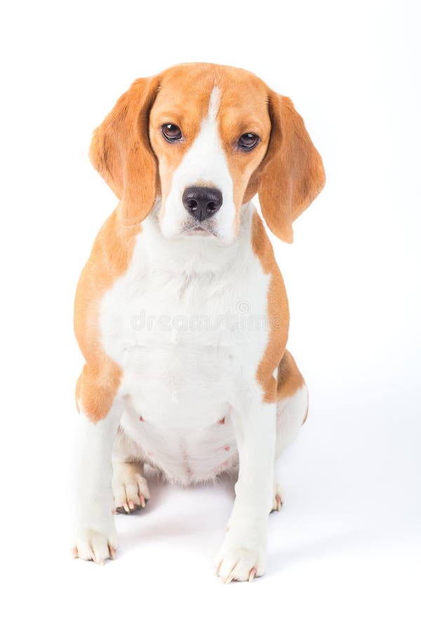 Sad beagle dog portrait royalty free stock photography Sad beagle dog portrait royalty free stock photography