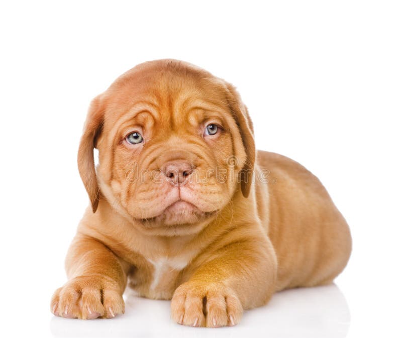 Sad Bordeaux puppy dog. isolated on white background royalty free stock photo