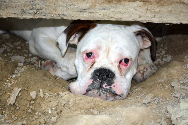 Head portrait of a purebred white boxer dog staring with very sad facial expression. Head portrait of a purebred white boxer dog staring with very sad facial expression.