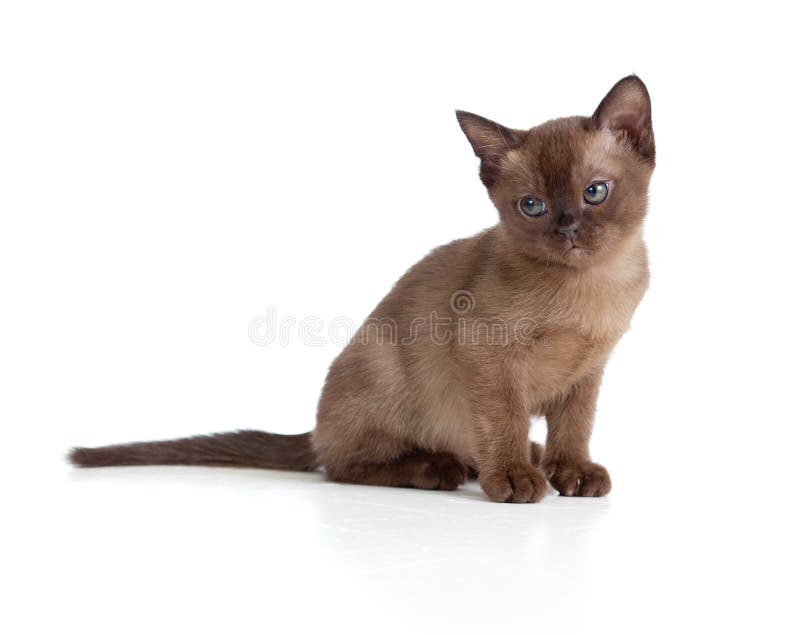 Sad Burmese cat sitting on white