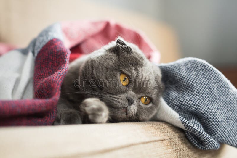 Sad Cat Lying Under Blanket at Home Stock Image Image of relax, eyes