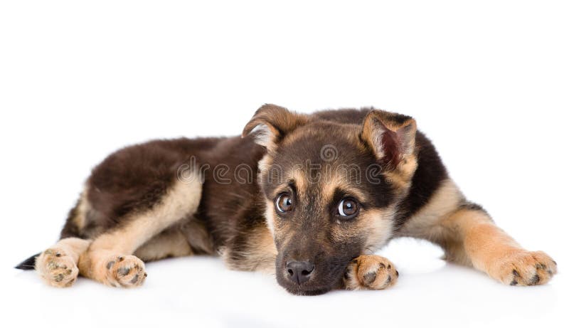 Sad crossbreed puppy dog looking at camera. isolated on white