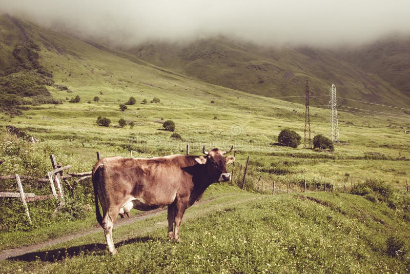 Sad dairy cow look at camera. Farm animal. Rural landscape. Farming concept. Clouds descending over georgian meadow. Copy space. G