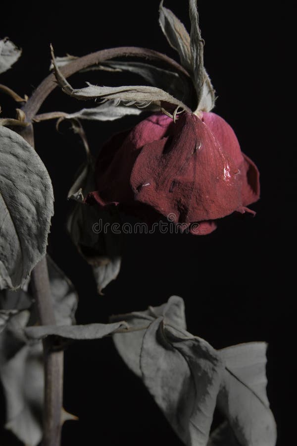 Traurig tot oder rote rosen blume vertikal Schwarz.